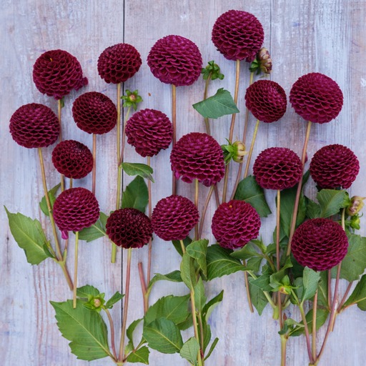 Dahlia knöl Moorplace Pompon  x - 2