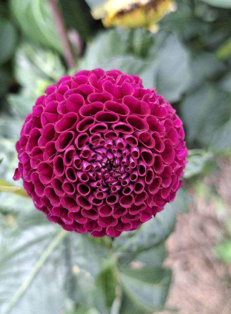 Dahlia knöl Moorplace Pompon  x - 5
