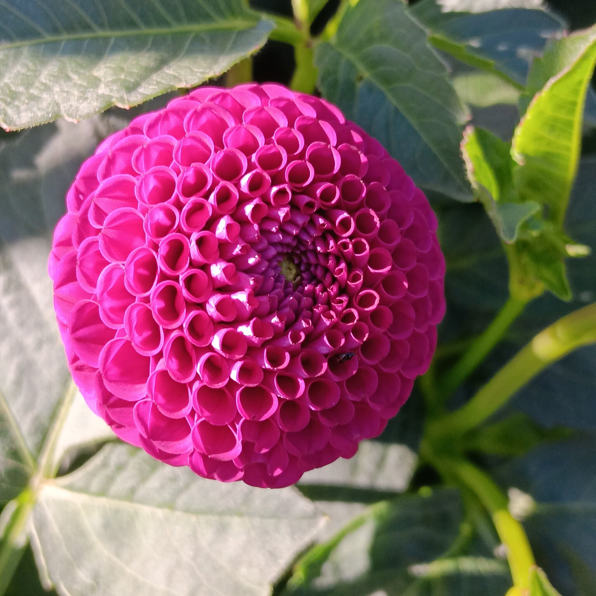 Dahlia knöl Moorplace Pompon  x - 4