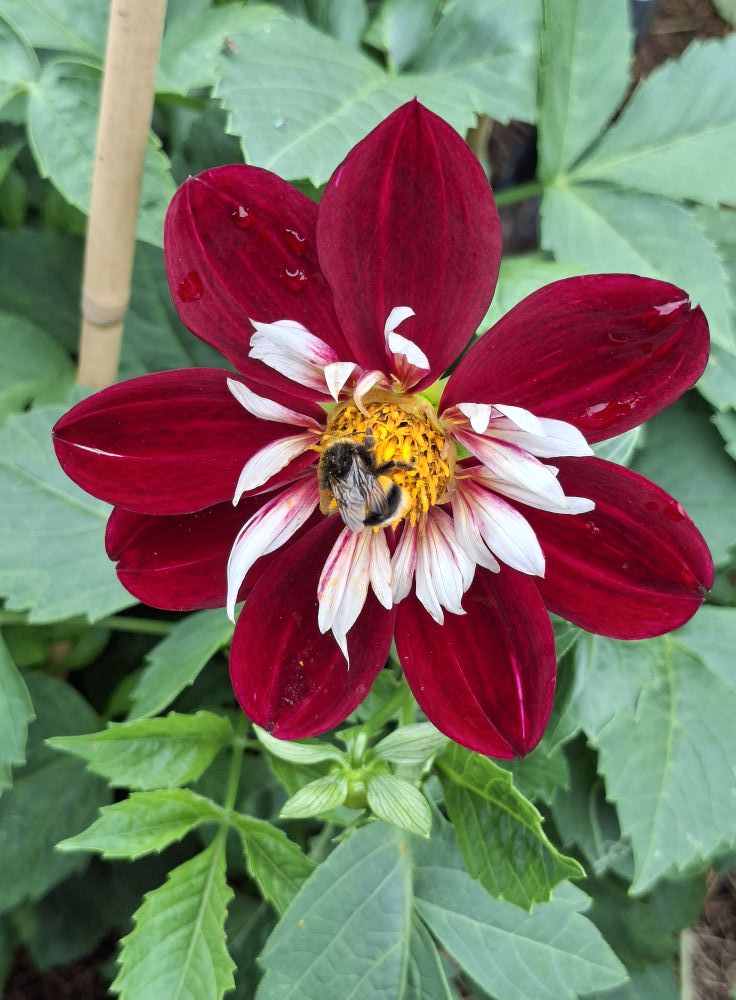Dahlia knöl Night Butterfly    "Halskråsdahlia"  x - 3