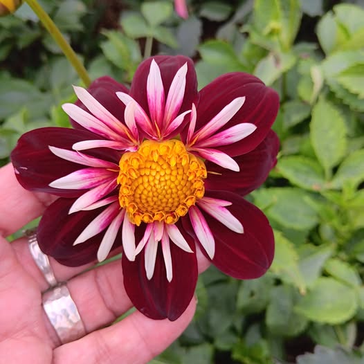 Dahlia knöl Night Butterfly    "Halskråsdahlia"  x - 2