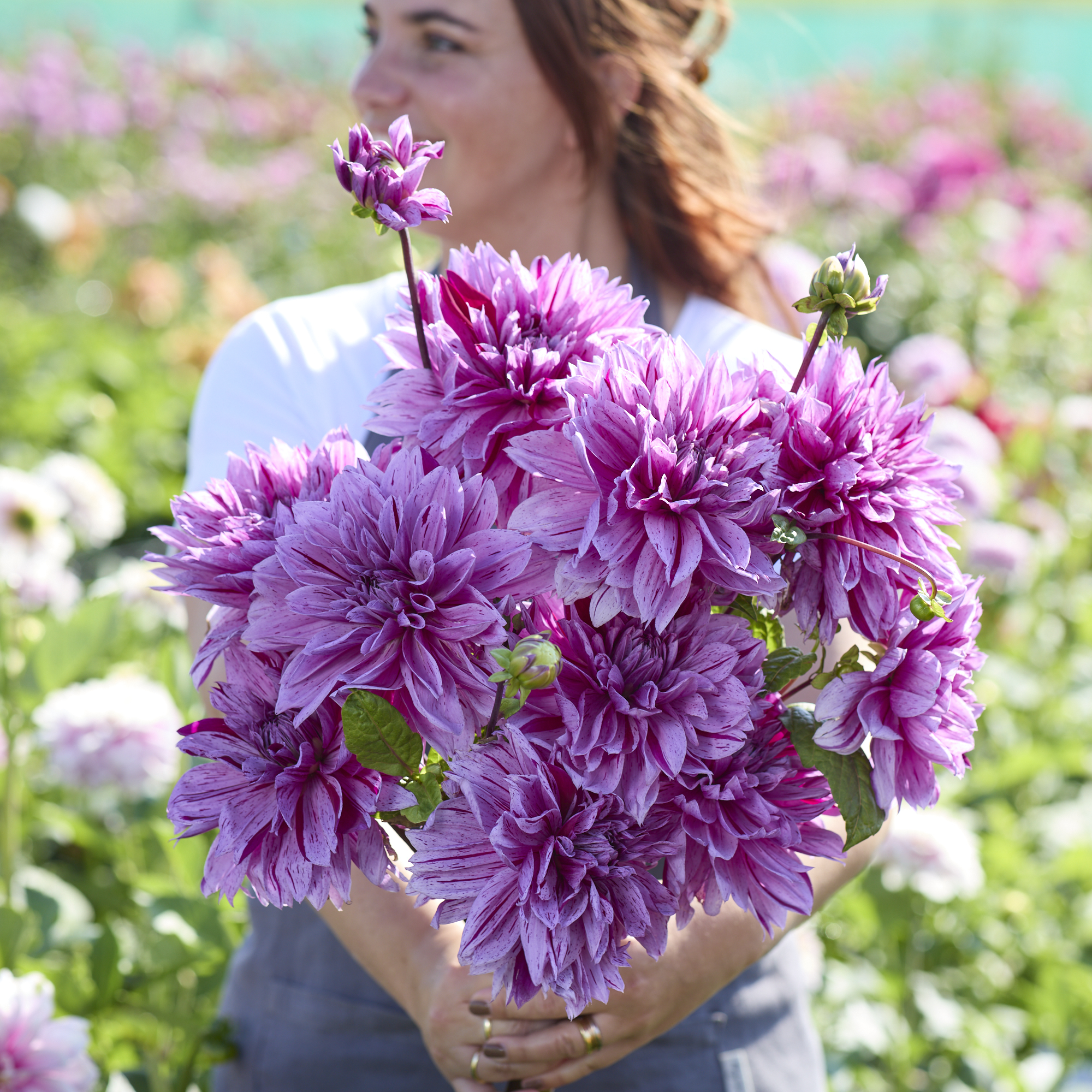 Dahlia knöl Mutant Thomas Edison  /Nikolas Tesla - 2