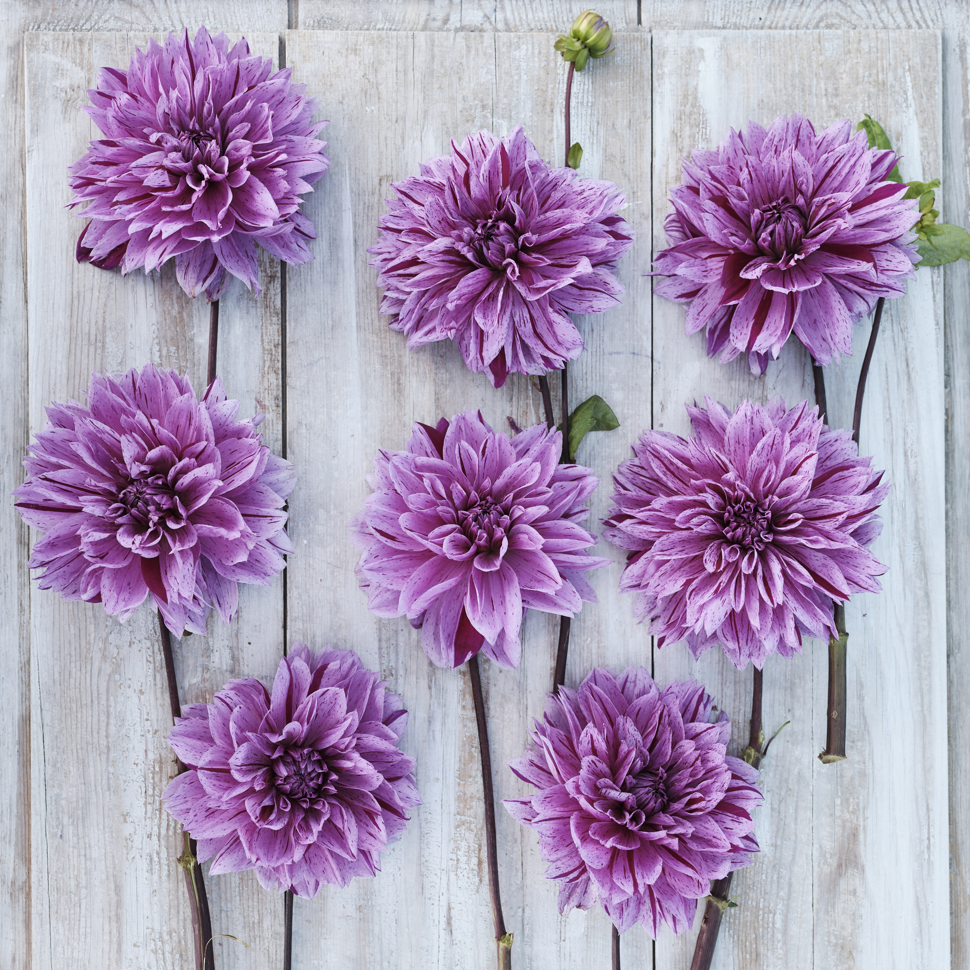 Dahlia knöl Mutant Thomas Edison  /Nikolas Tesla - 3