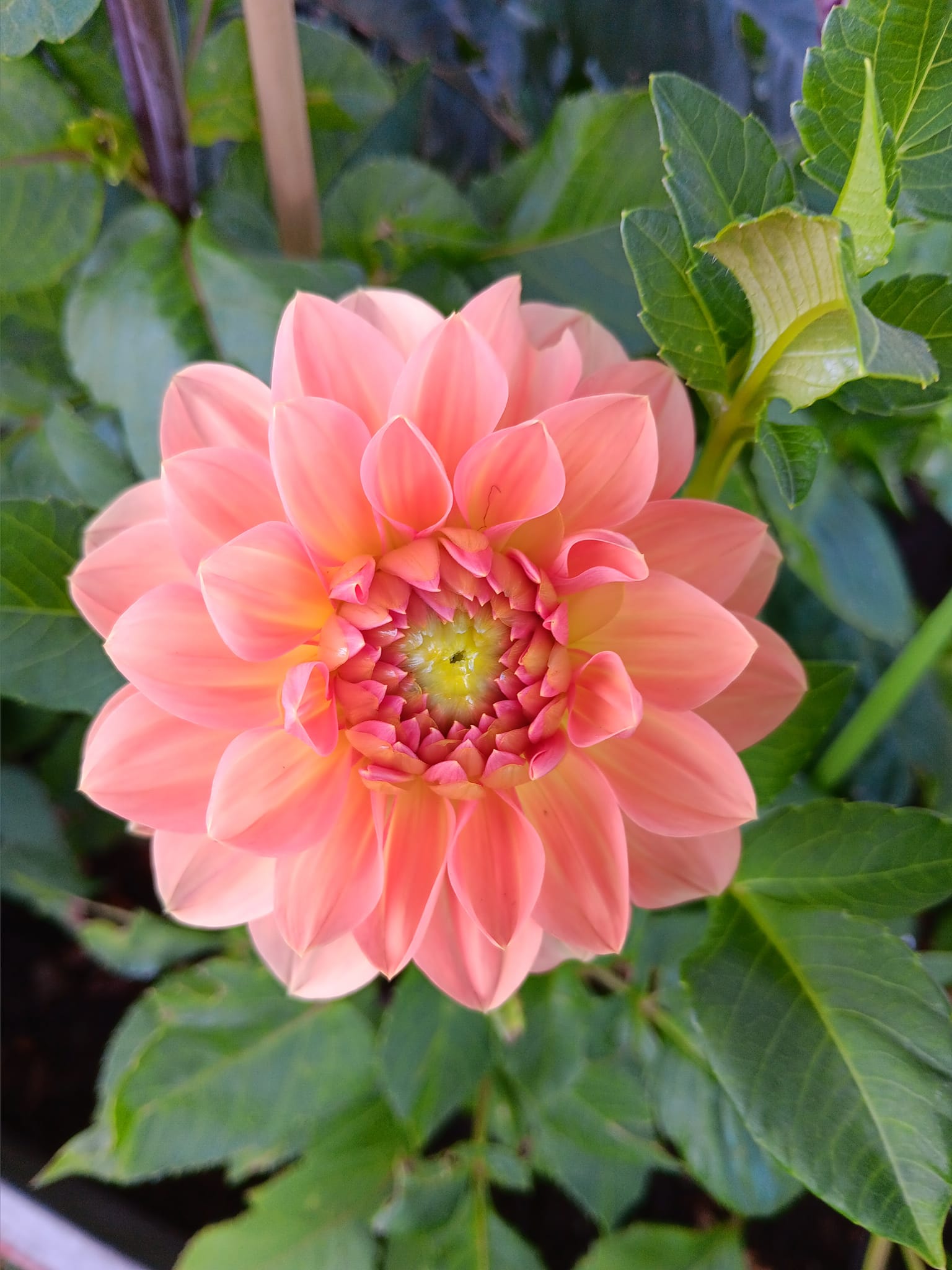 Dahlia knöl Orange Favourite  Boll  x - 3