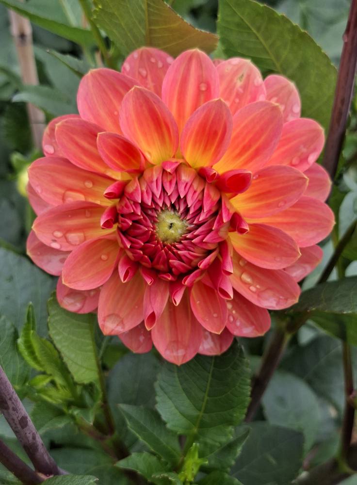 Dahlia knöl Orange Favourite  Boll  x - 4