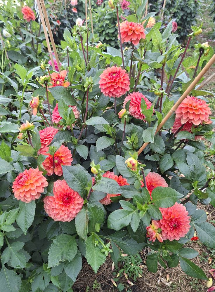Dahlia knöl Orange Favourite  Boll  x - 5