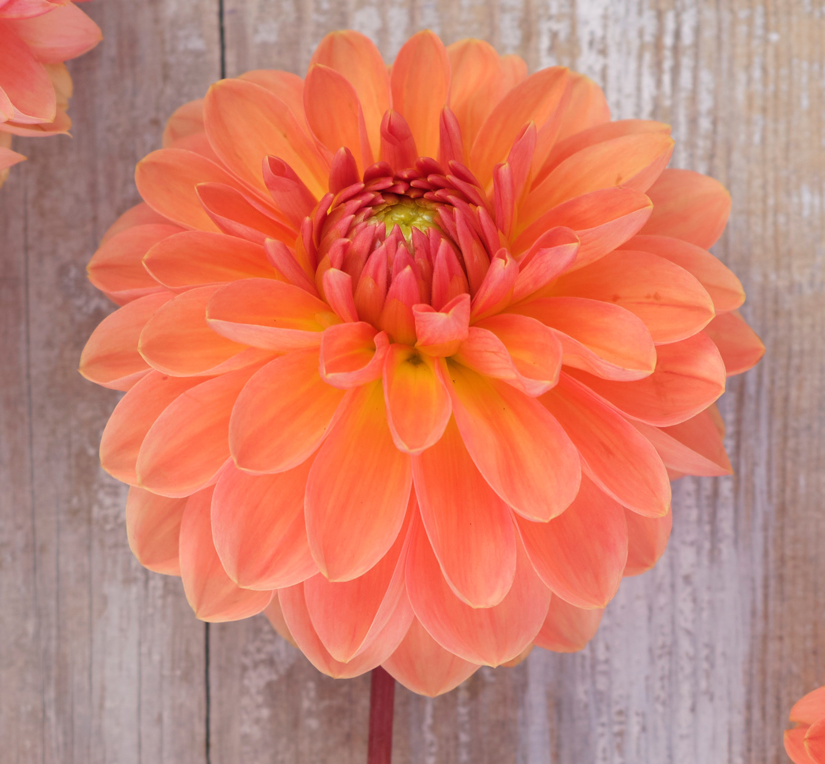 Dahlia knöl Orange Favourite  Boll  x