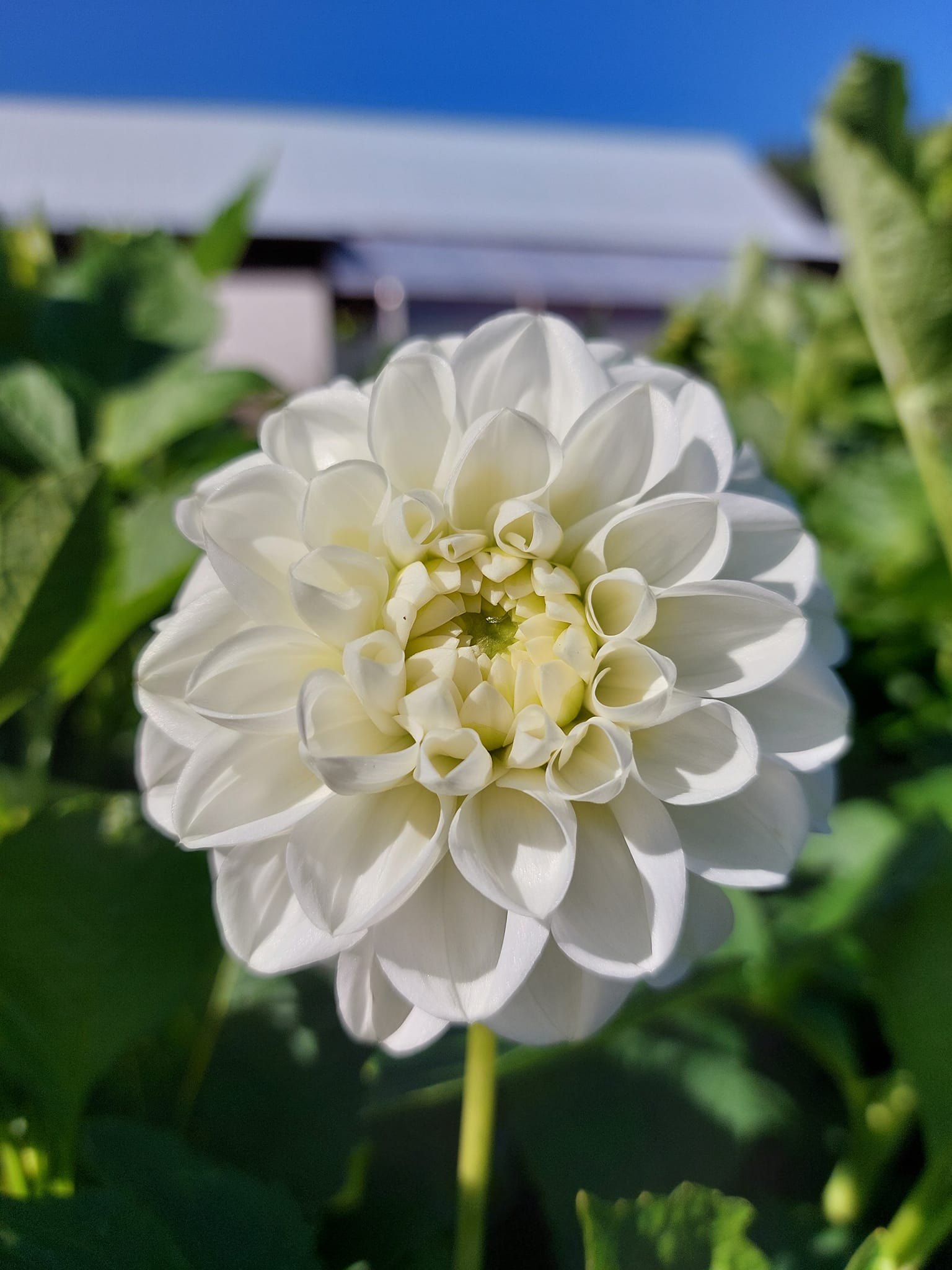 Dahlia knöl  Orsett Beauty "boll"  x - 3