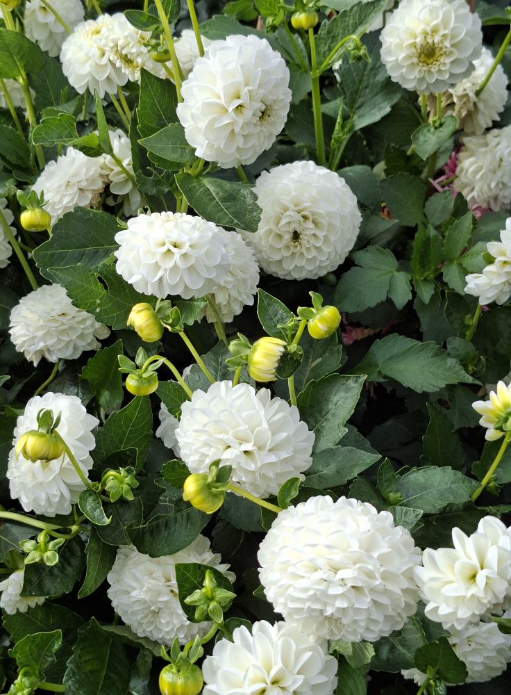 Dahlia knöl  Orsett Beauty "boll"  x - 7
