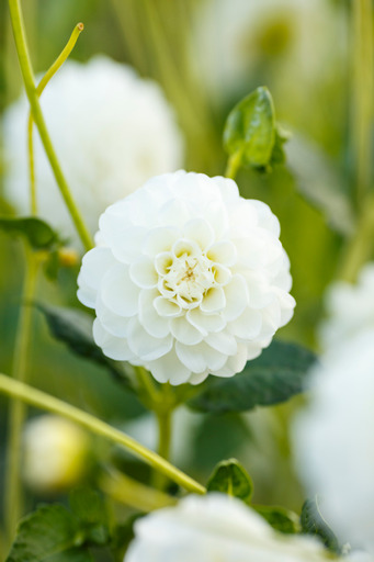 Dahlia knöl  Orsett Beauty "boll"  x