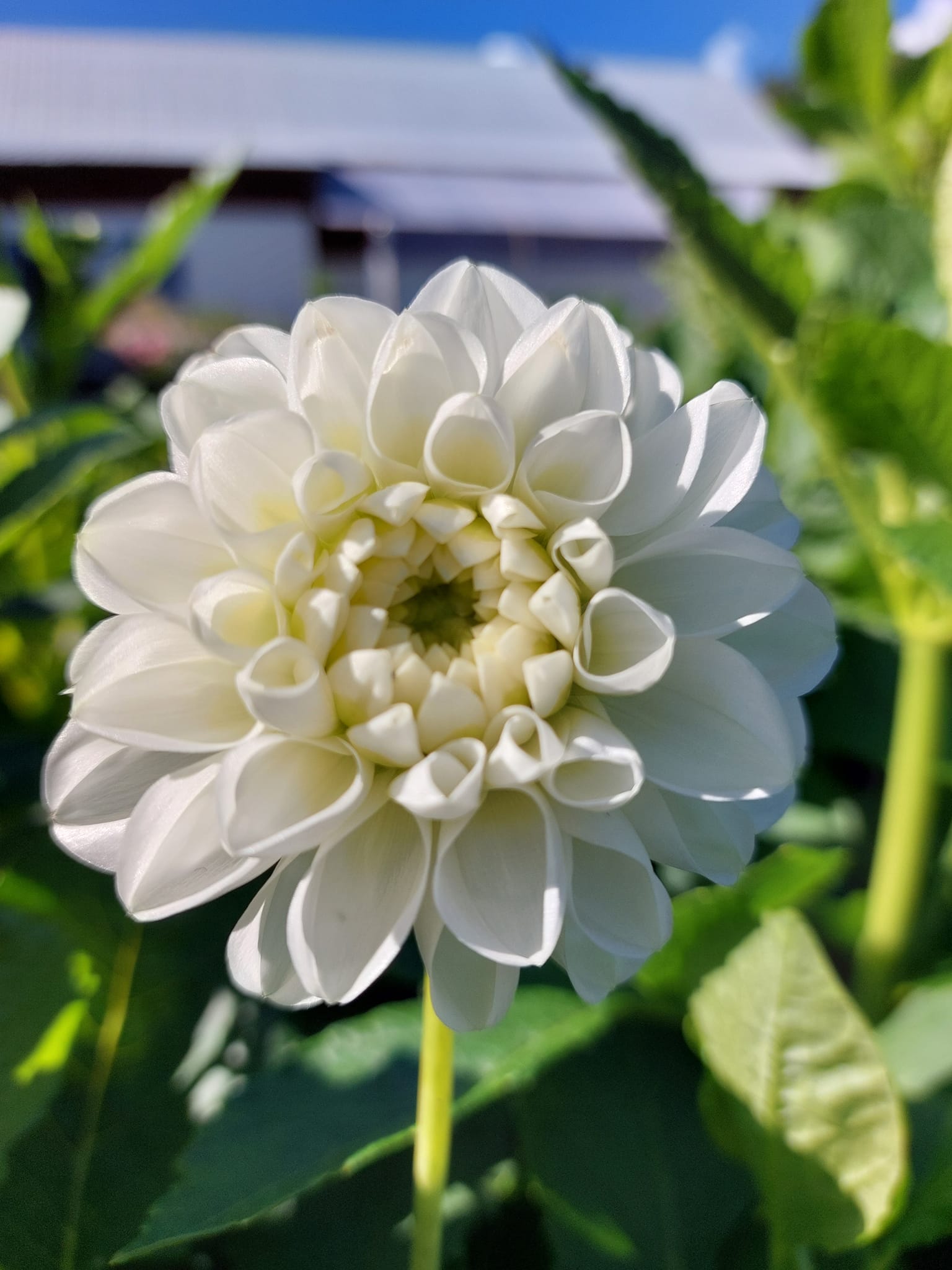 Dahlia knöl  Orsett Beauty "boll"  x - 2