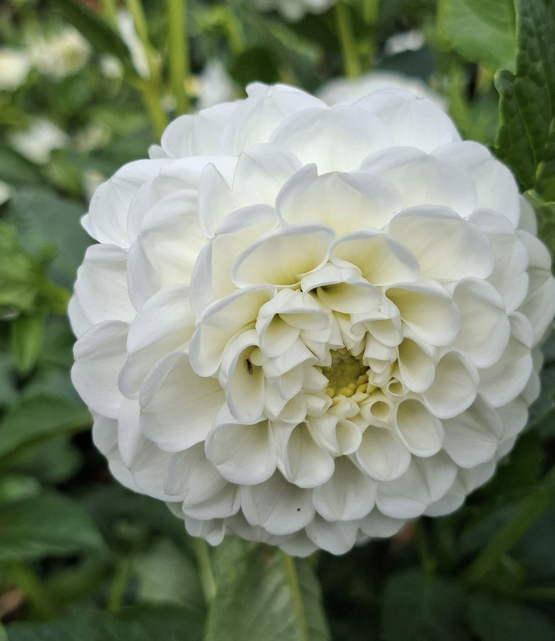 Dahlia knöl  Orsett Beauty "boll"  x - 6