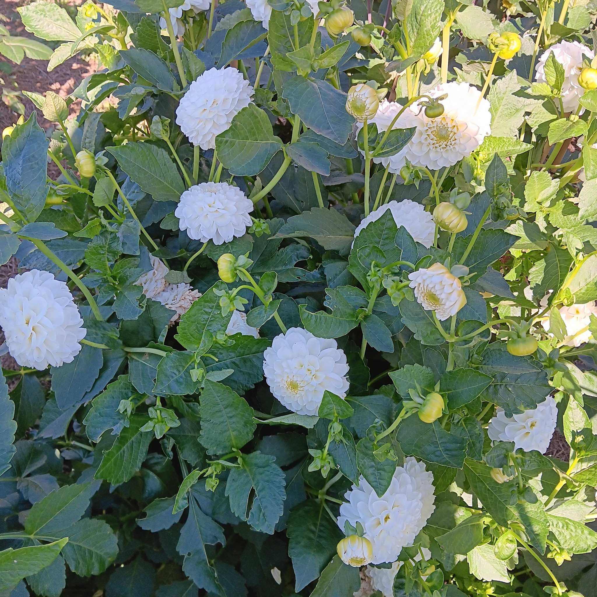 Dahlia knöl  Orsett Beauty "boll"  x - 5