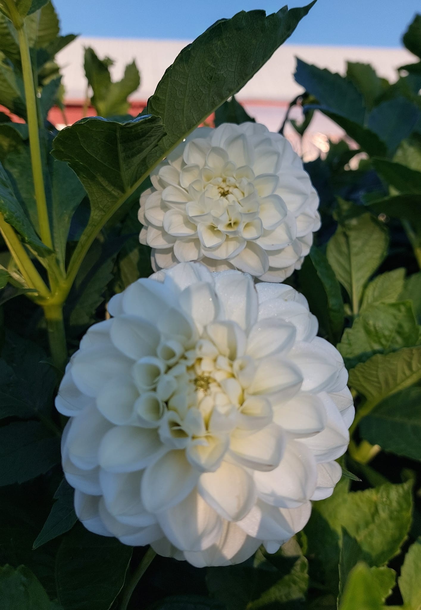 Dahlia knöl  Orsett Beauty "boll"  x - 4