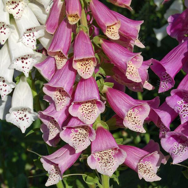 Fingerborgsblomma Dvärg  Foxy Mixed 1000 frö  