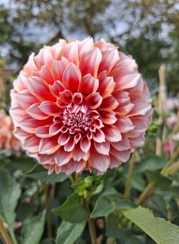 Dahlia knöl Peaches  Dekorativ småblommande  - 5
