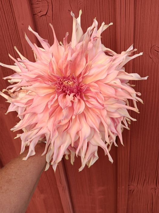 Dahlia knöl Penhill Watermelon  "Dekorativ Jätteblommande"  - 3