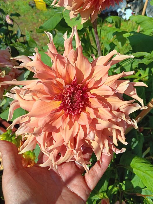 Dahlia knöl Penhill Watermelon  "Dekorativ Jätteblommande"  - 4
