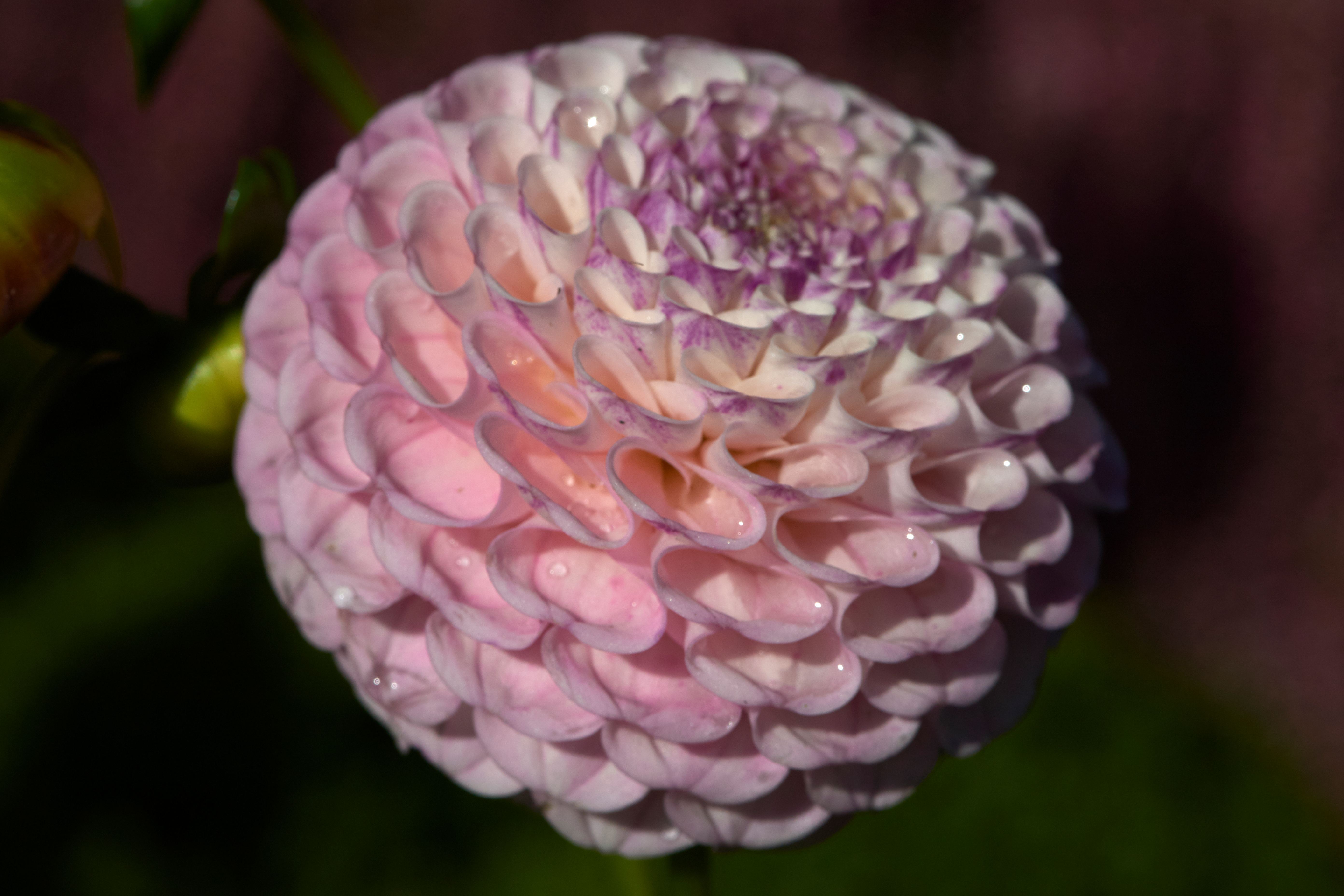 Dahlia knöl Ping Pong Pompon  Nyhet 2026! x