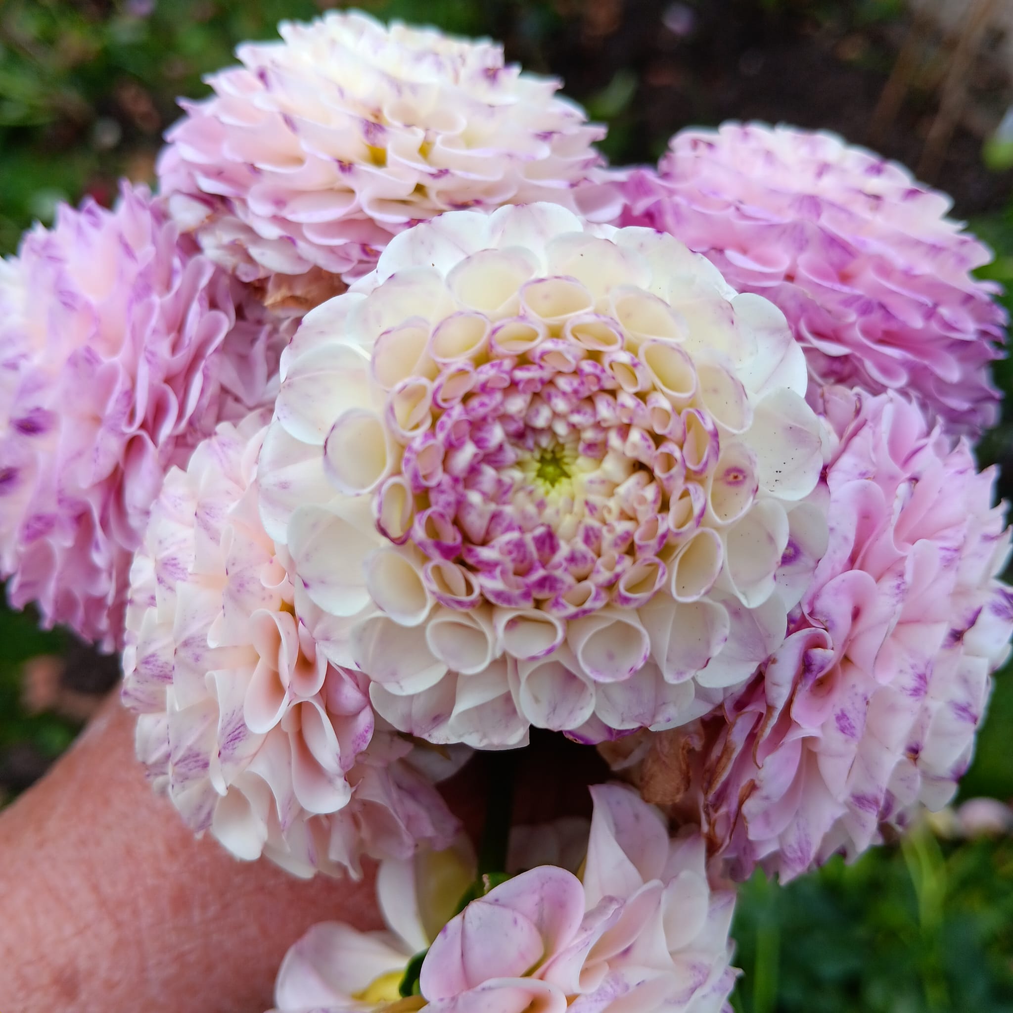 Dahlia knöl Ping Pong Pompon  Nyhet 2026! x - 3