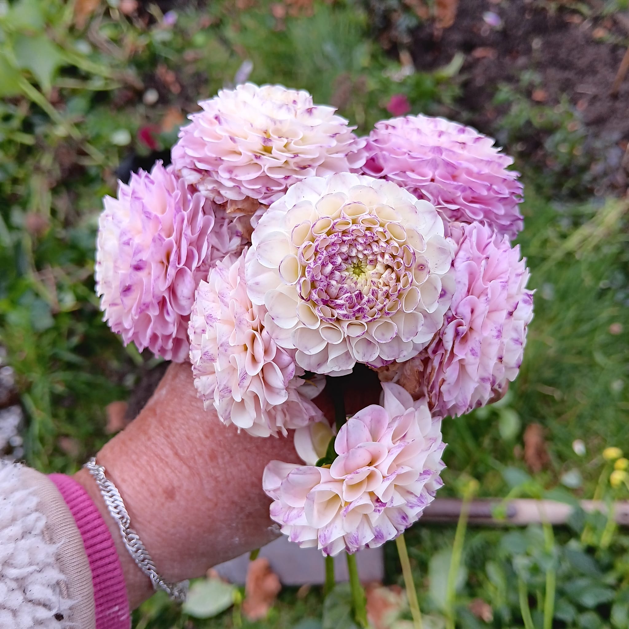 Dahlia knöl Ping Pong Pompon  Nyhet 2026! x - 4