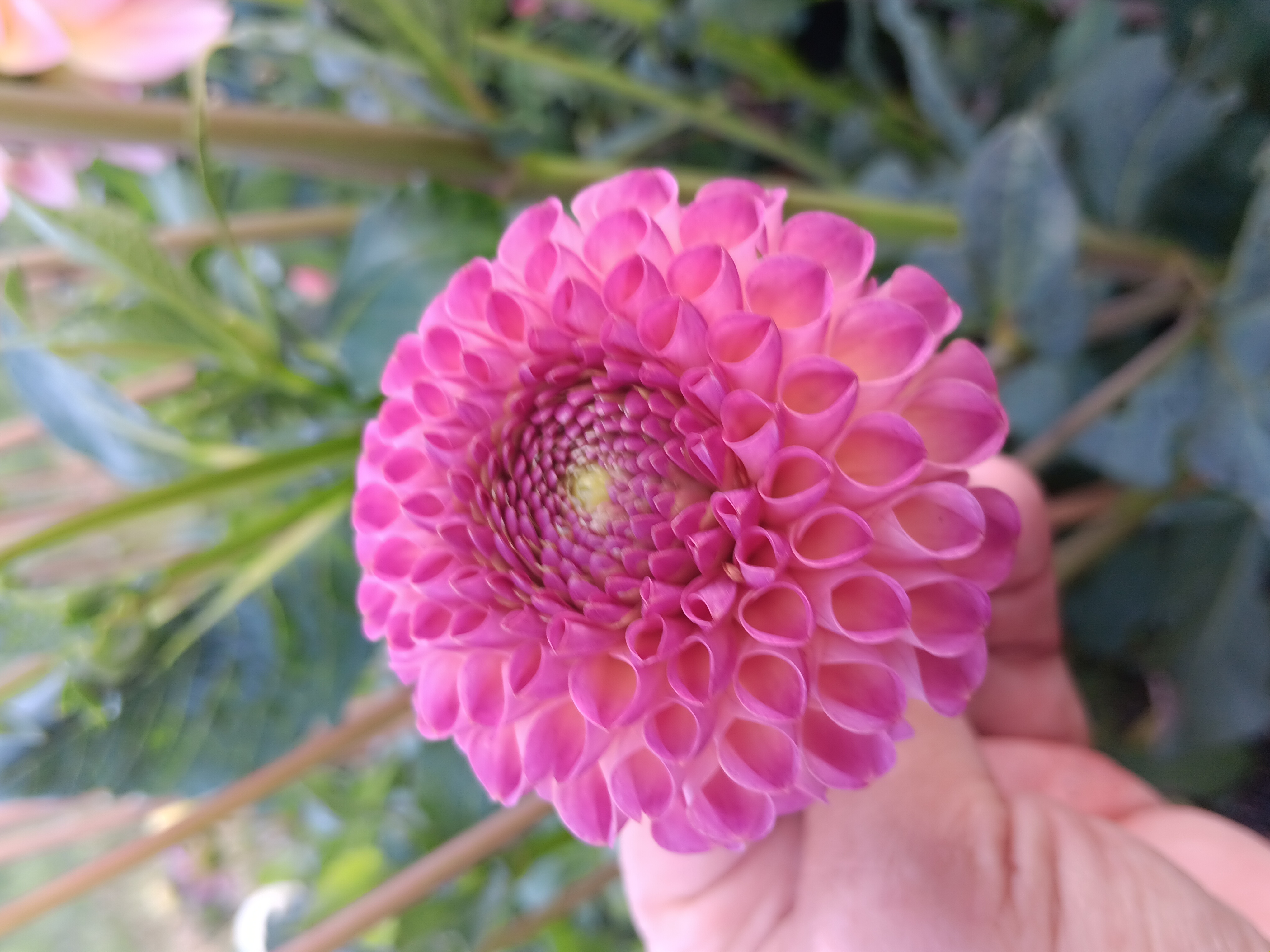 Dahlia knöl Ping Pong Pompon  Nyhet 2026! x - 2