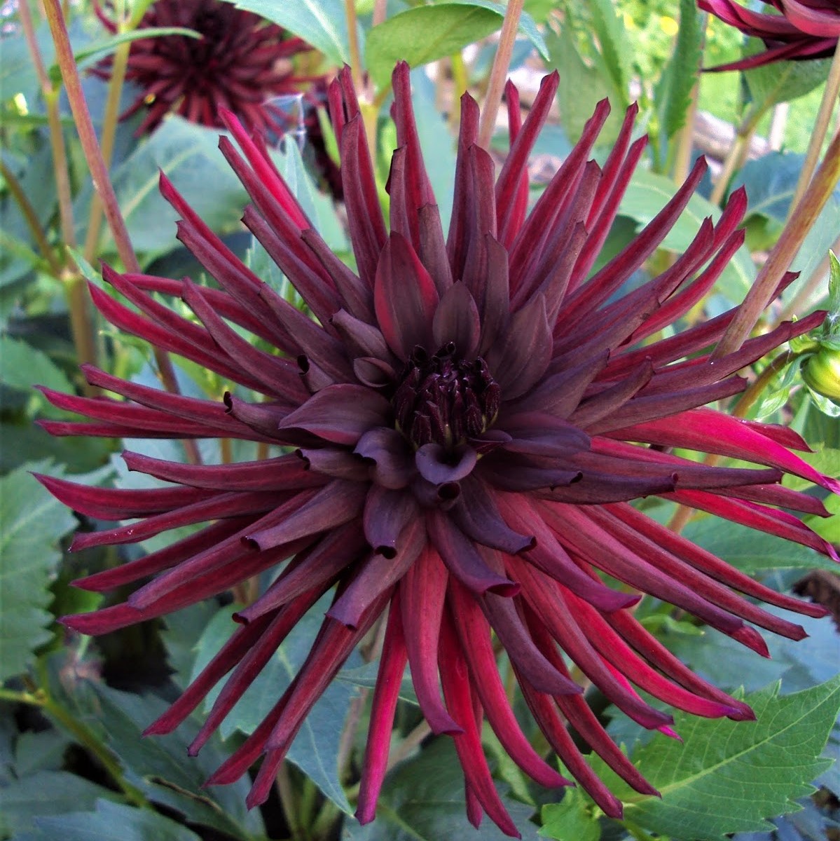 Dahlia  knöl Nuit d Ete Kaktusblommande  Nyhet 2027!