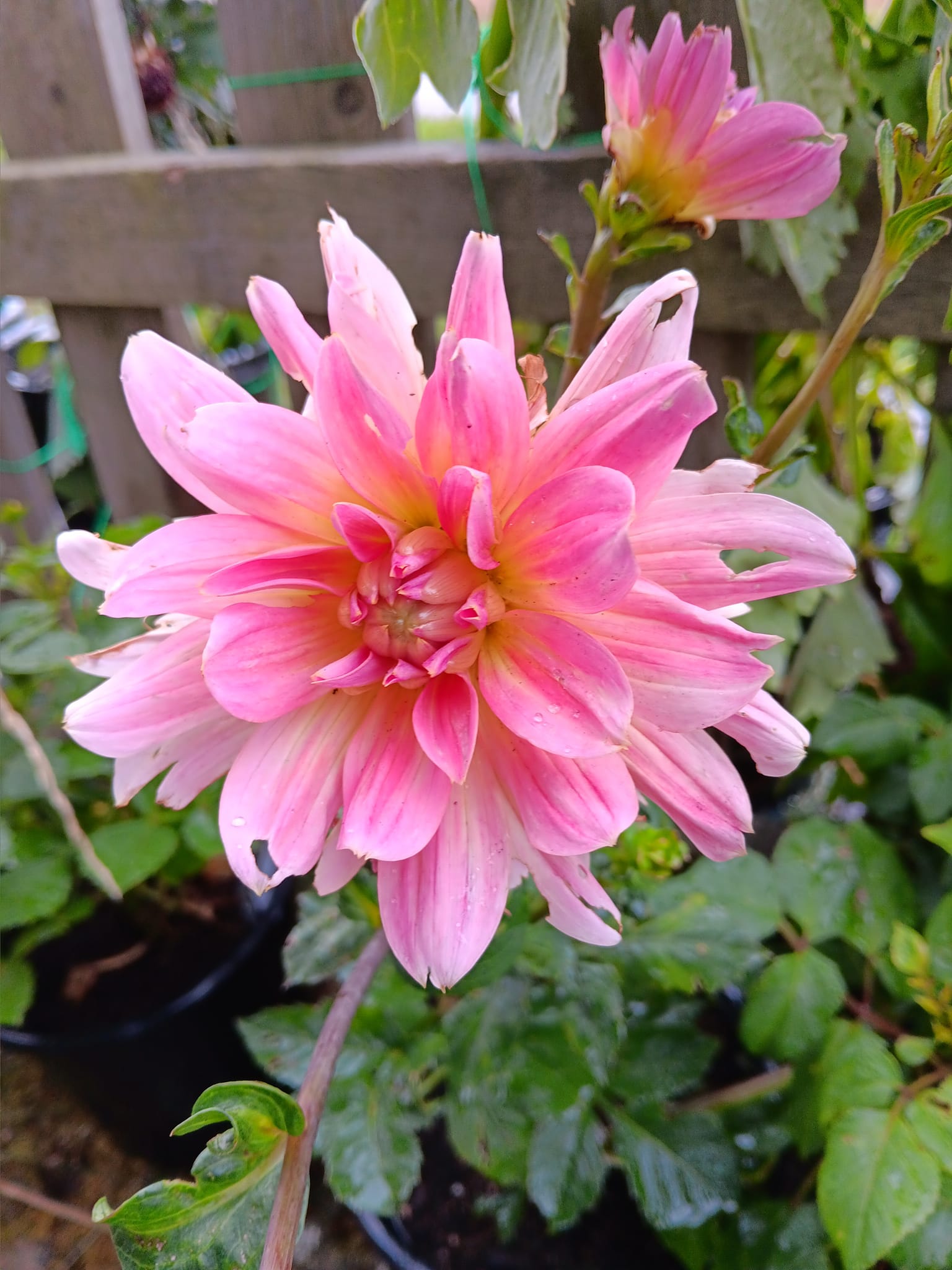 Dahlia knöl Twiggy "Näckrosblommande" Nyhet 2026! x - 3