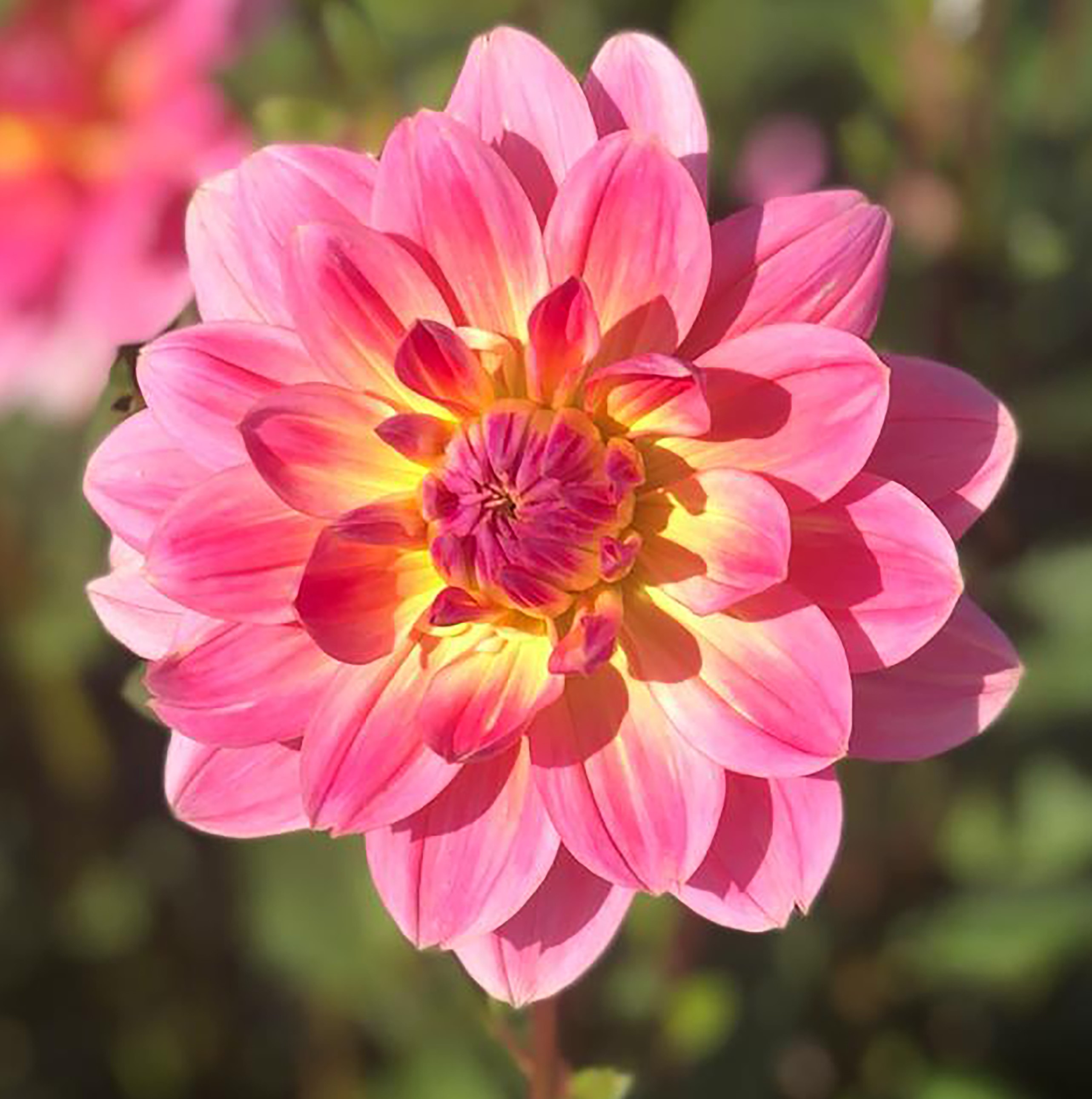 Dahlia knöl Twiggy "Näckrosblommande" Nyhet 2026! x - 2