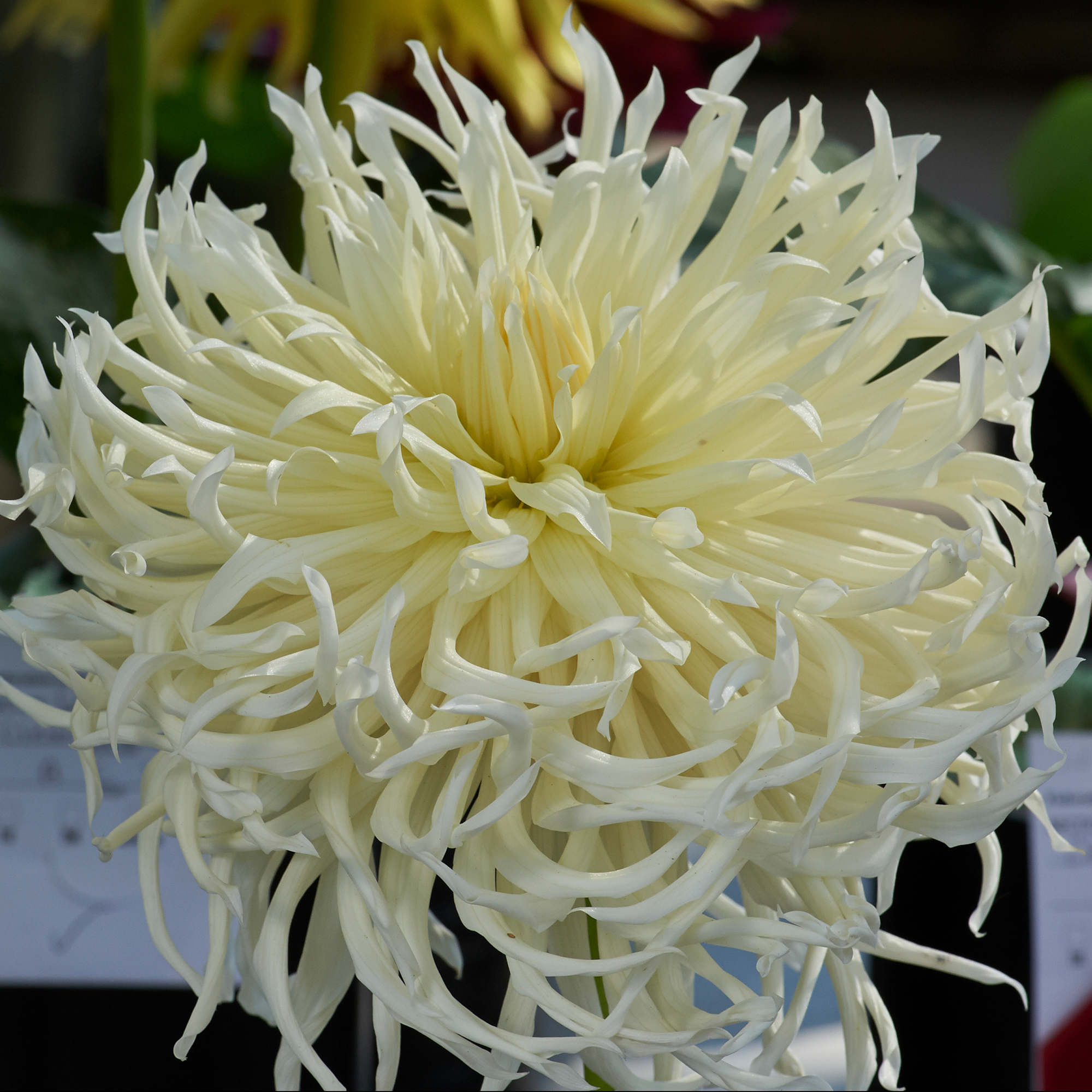 xDahlia Rotad Stickling Snoho Storm "Kaktusblommande " 