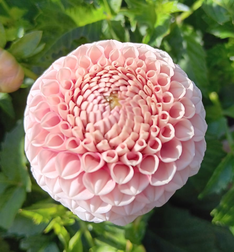 Dahlia Rotad Stickling Hapet Micky M  Boll  - 2