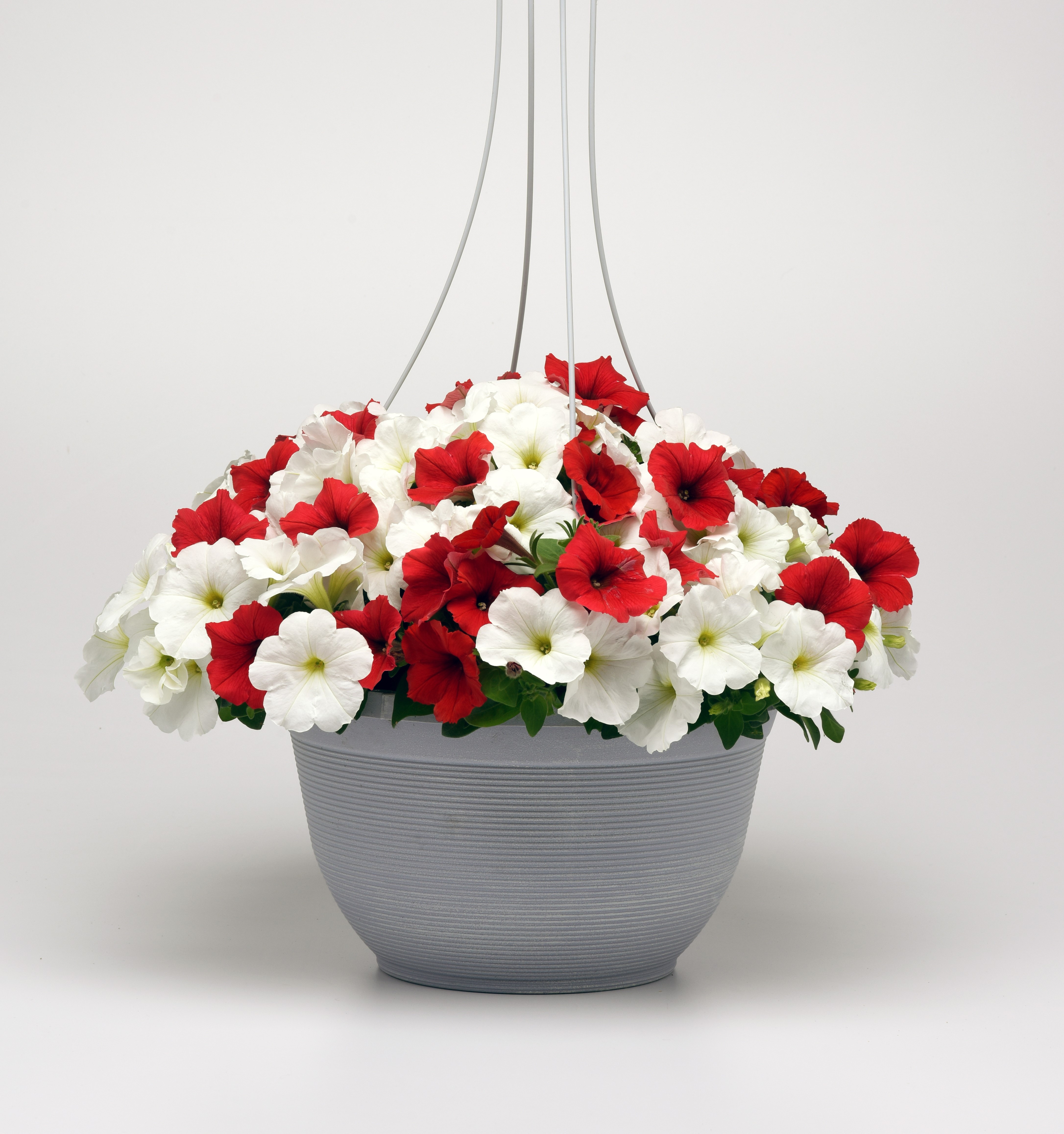Petunia F1  Easy Wave peppermint mix  5 frön