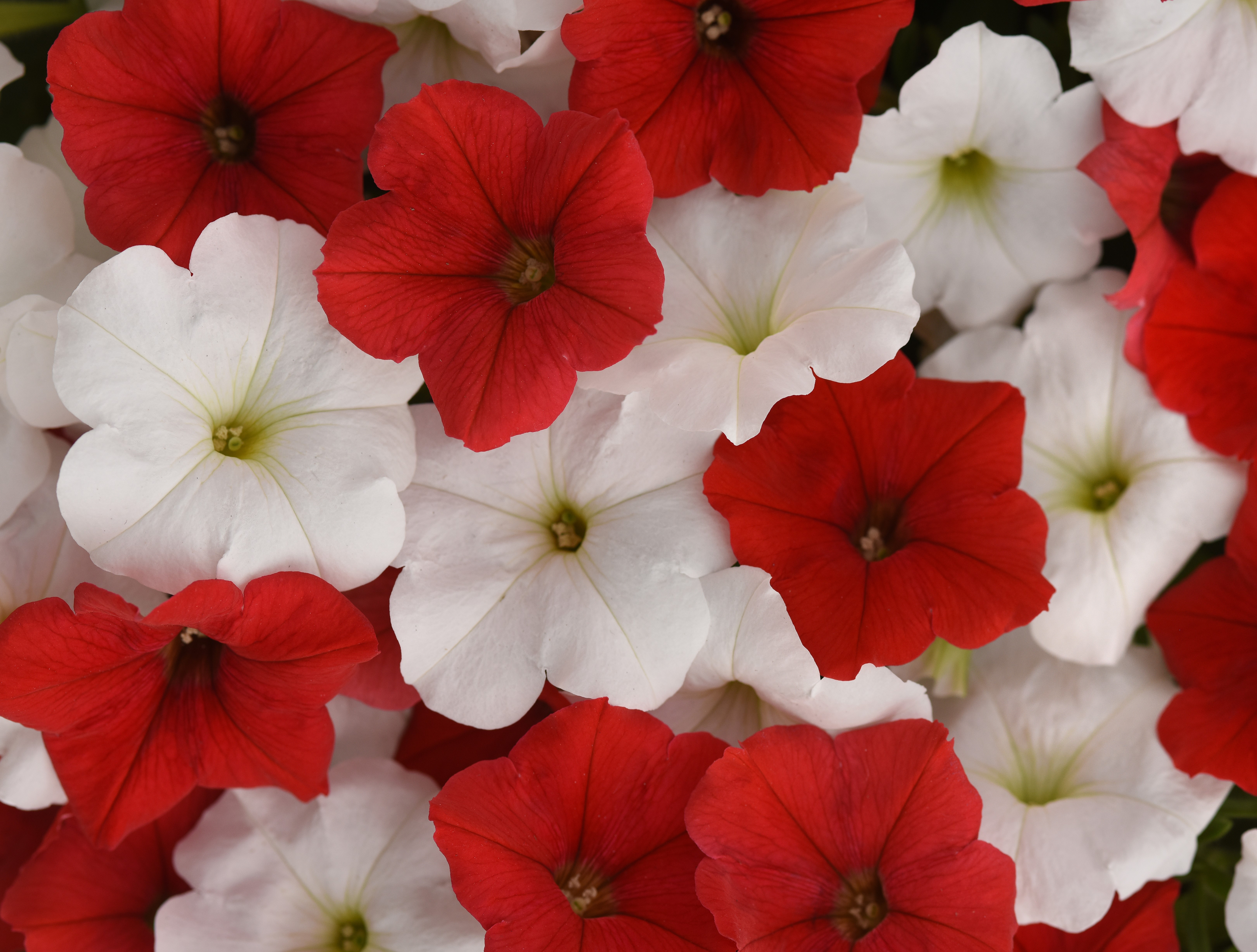 Petunia F1  Easy Wave peppermint mix  5 frön - 2