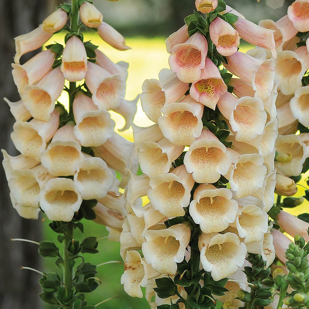 Fingerborgsblomma Apricot Beauty 1000  frö 