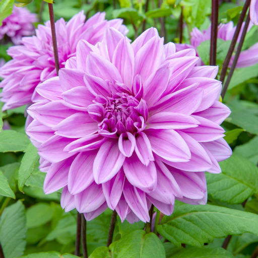 Dahlia  knöl Lilac Time  "Dekorativ storblommig 