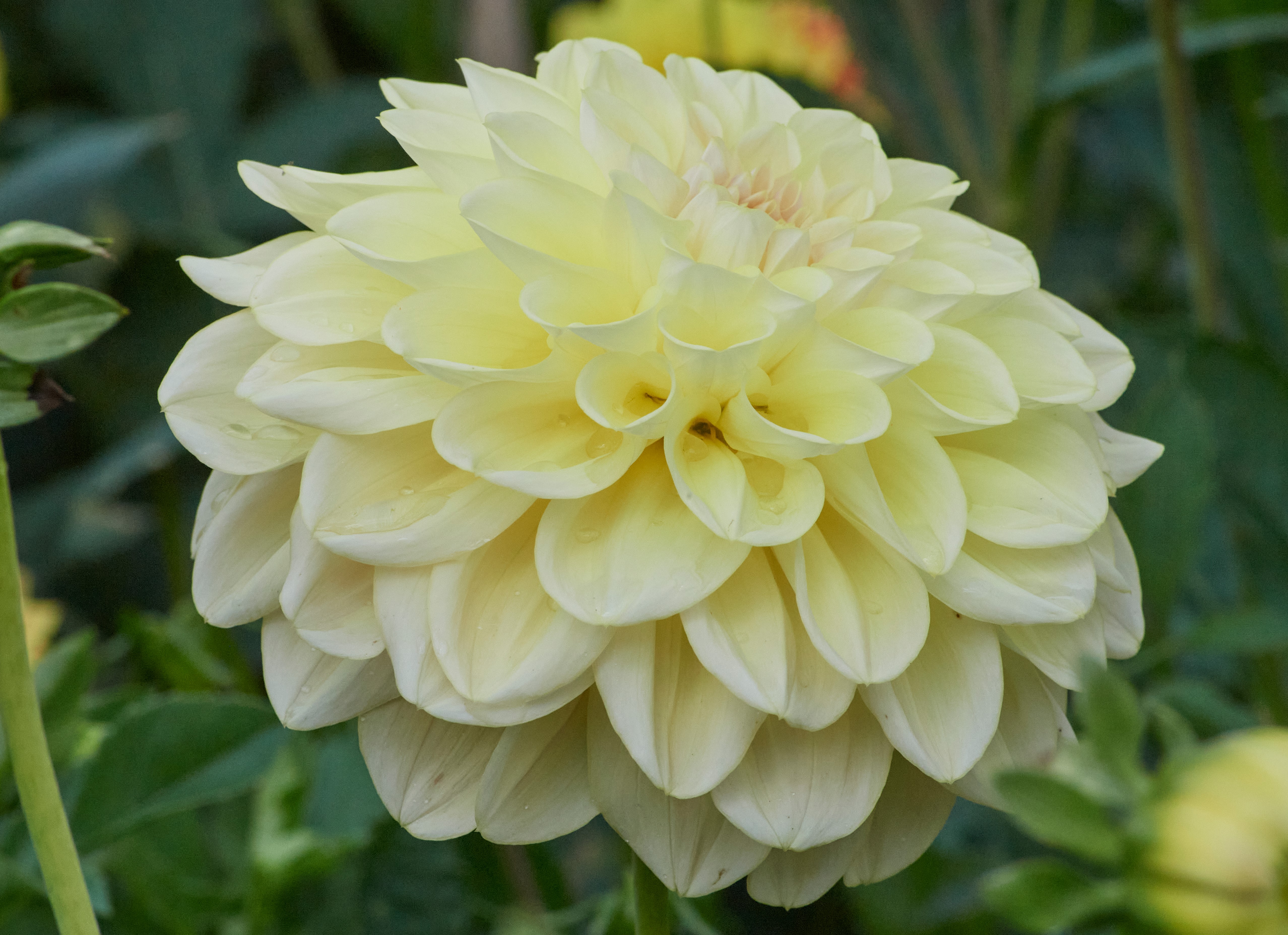 Dahlia knöl Alloway Cottage   Nyhet 2026! " x