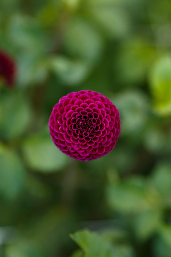 Dahlia knöl  Rocco "Pompon"
