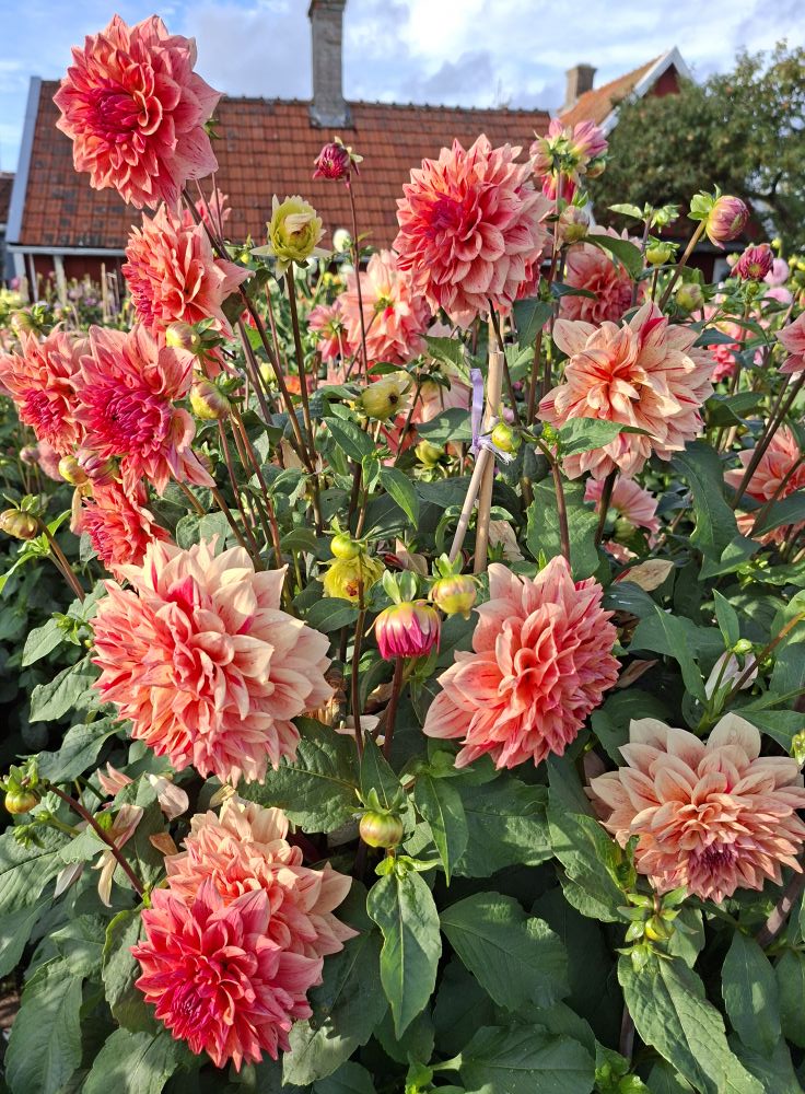 Dahlia knöl Sturm Princess Dekorativ Mediumblommande" x - 3