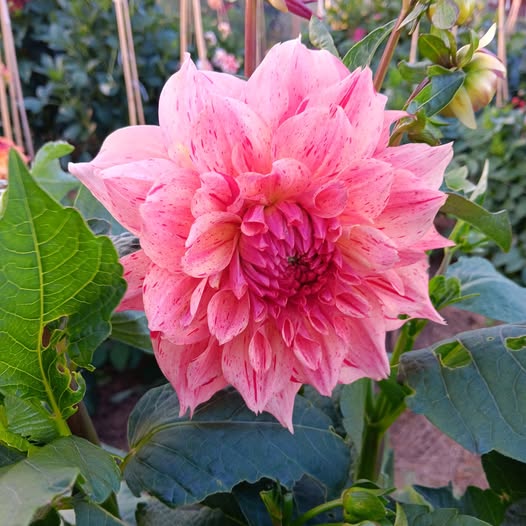 Dahlia knöl Sturm Princess Dekorativ Mediumblommande" x - 2