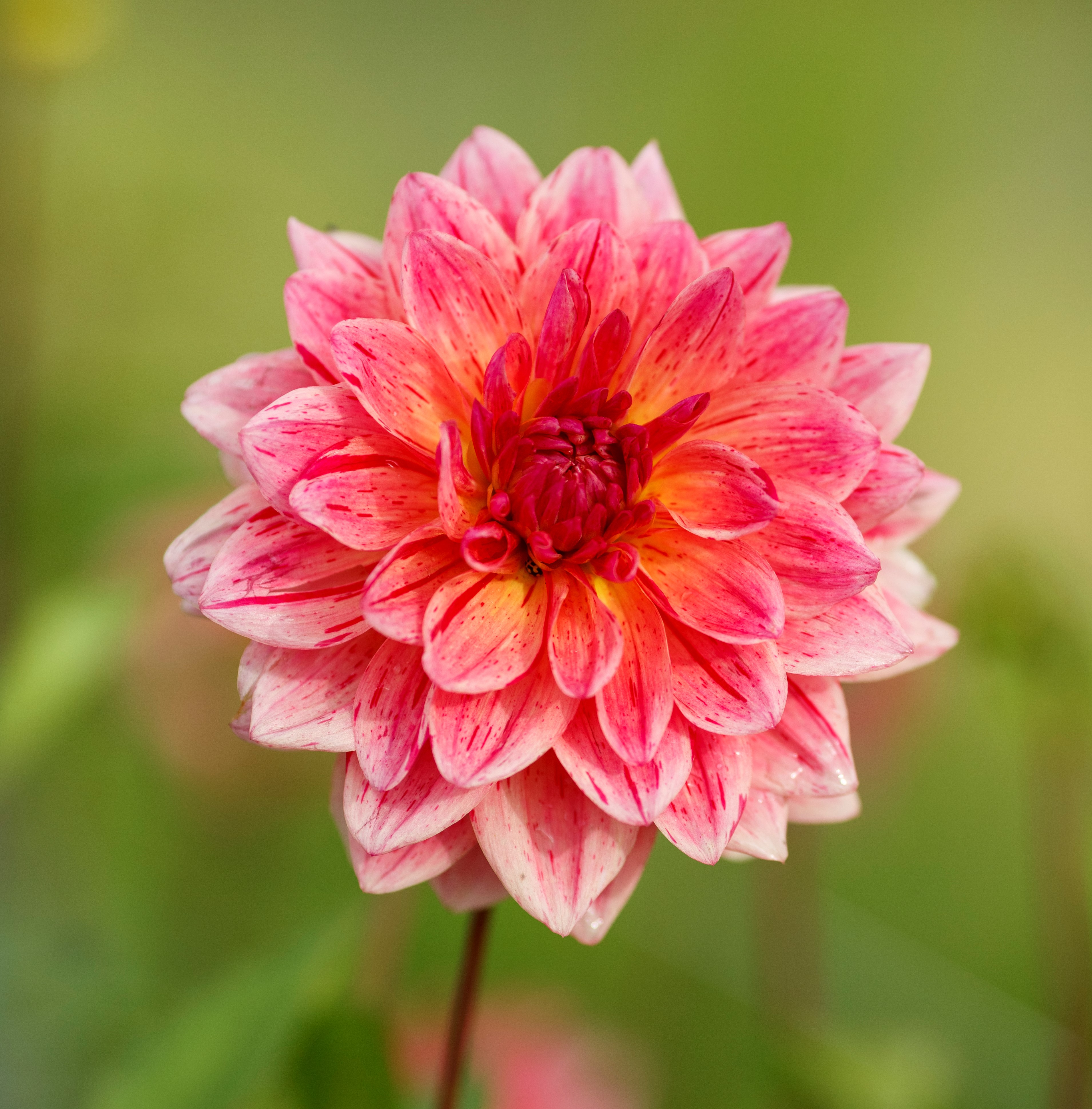 Dahlia knöl Sturm Princess Dekorativ Mediumblommande" x