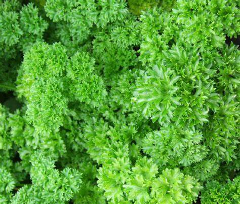 Persilja krusbladig Moss Curled ekologisk! 500 frön