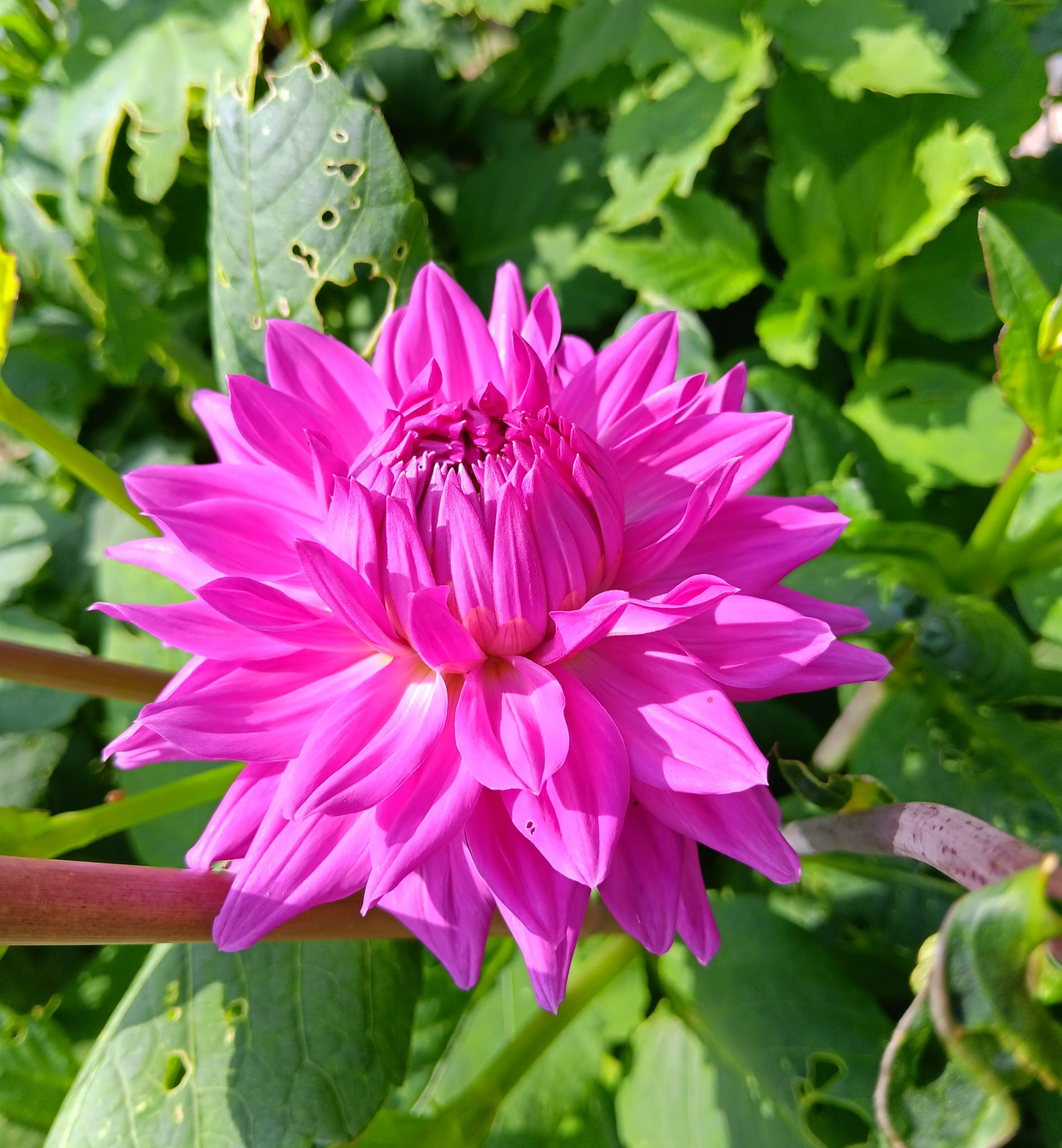 Dahlia Chicken legs Hapet Blue Moon "Jätte Halvkaktus "  - 2