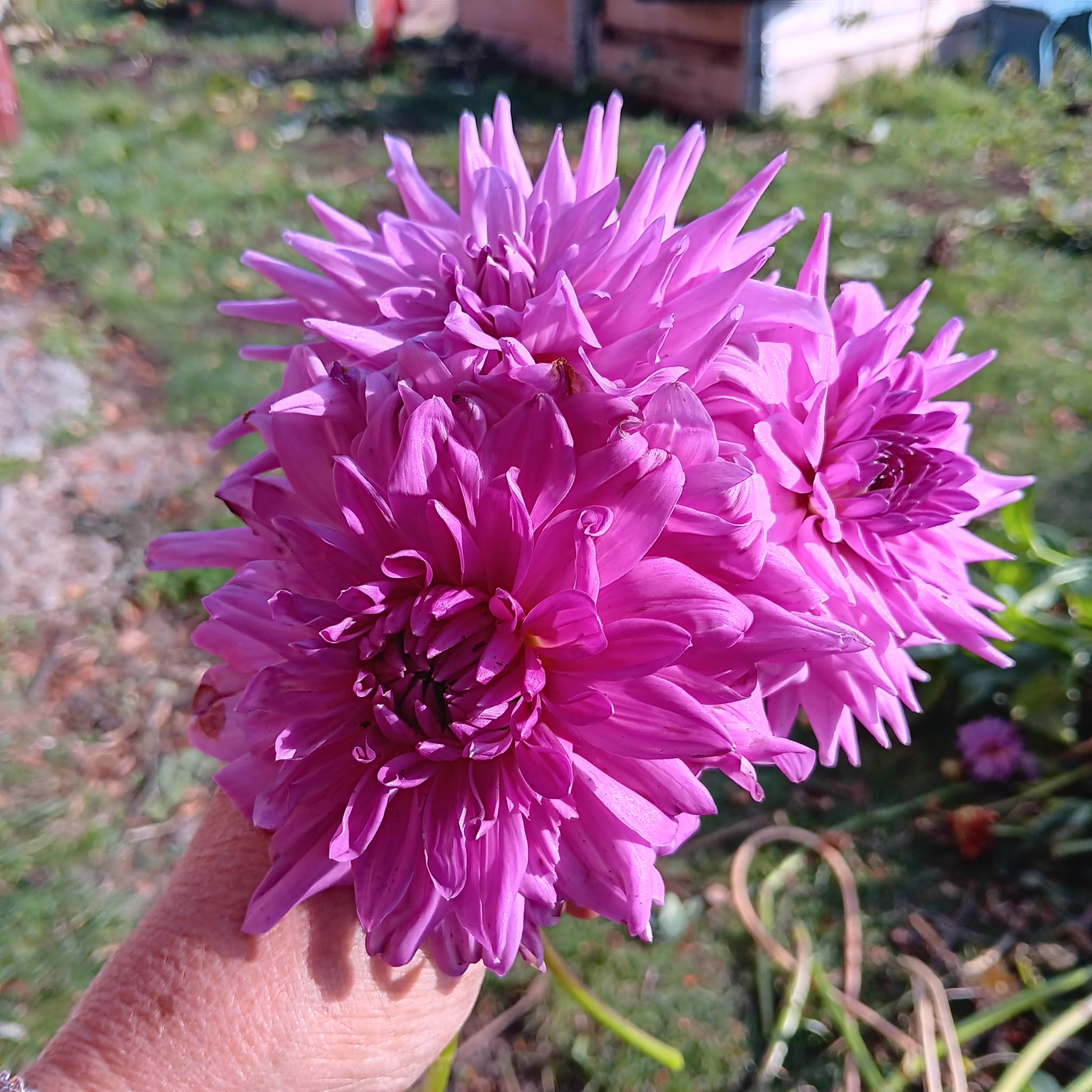 Dahlia Chicken legs Hapet Blue Moon "Jätte Halvkaktus "  - 4