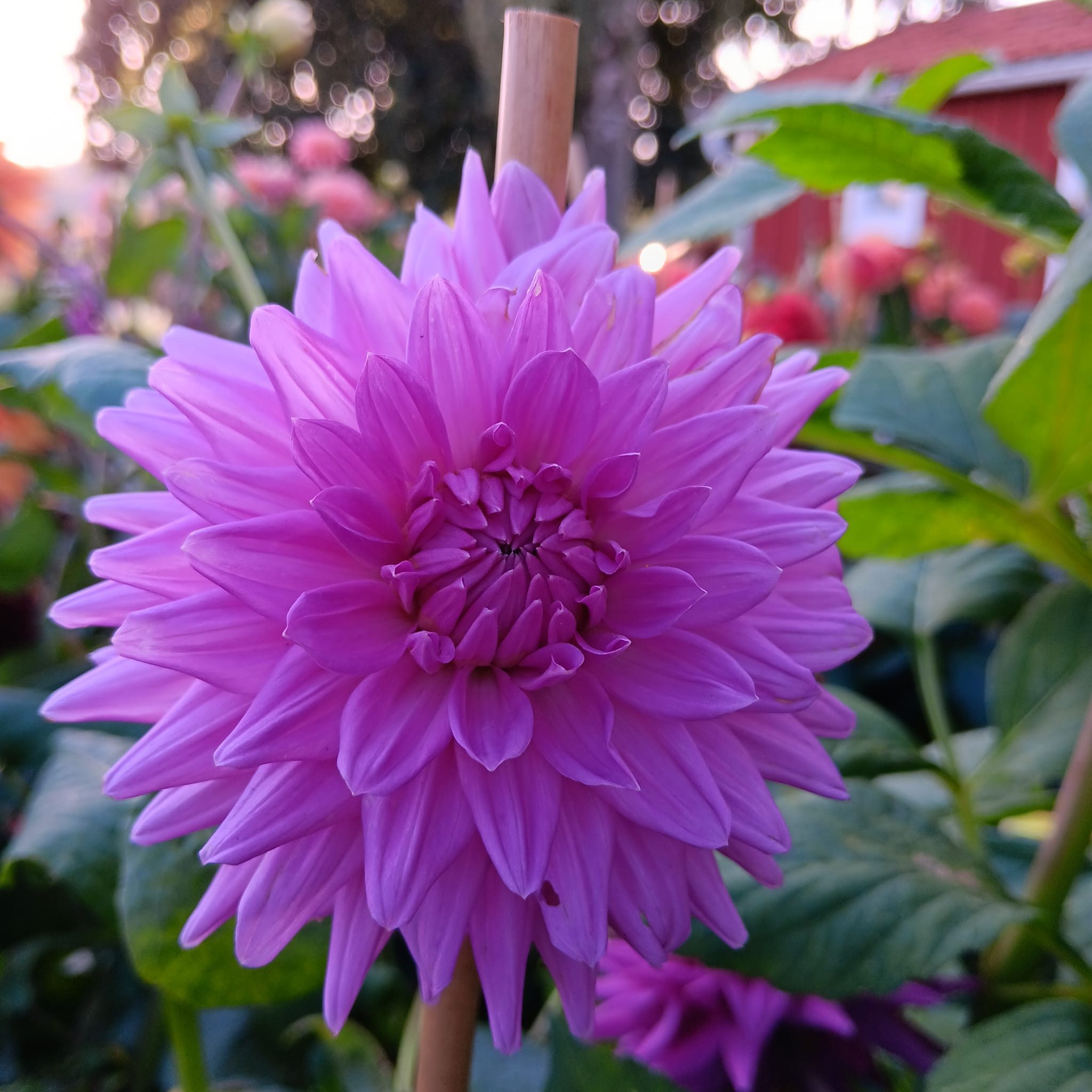 Dahlia Chicken legs Hapet Blue Moon "Jätte Halvkaktus "  - 3