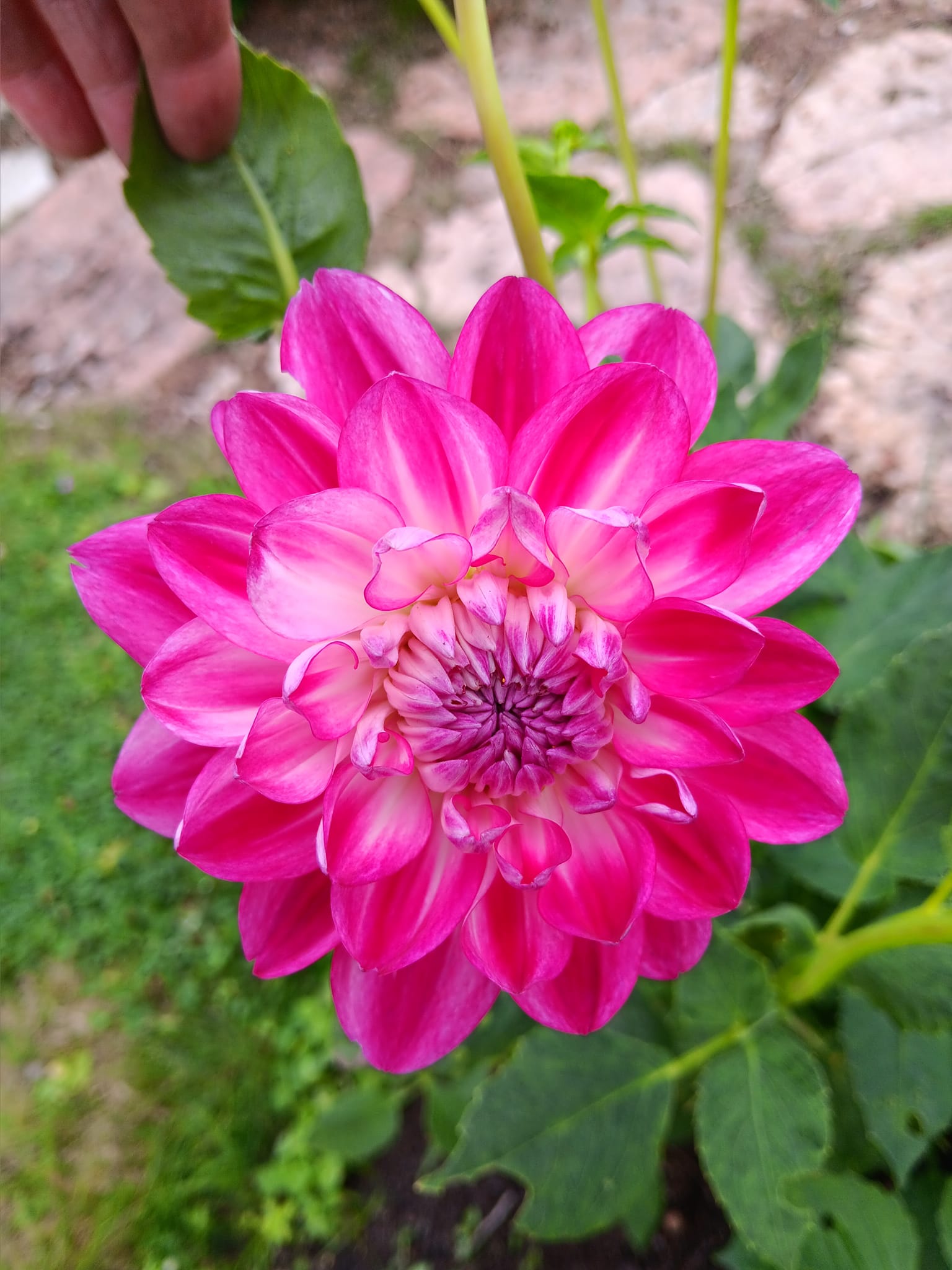 Dahlia Rotad Stickling Hapet Fancy "Näckrosblommande "   - 3