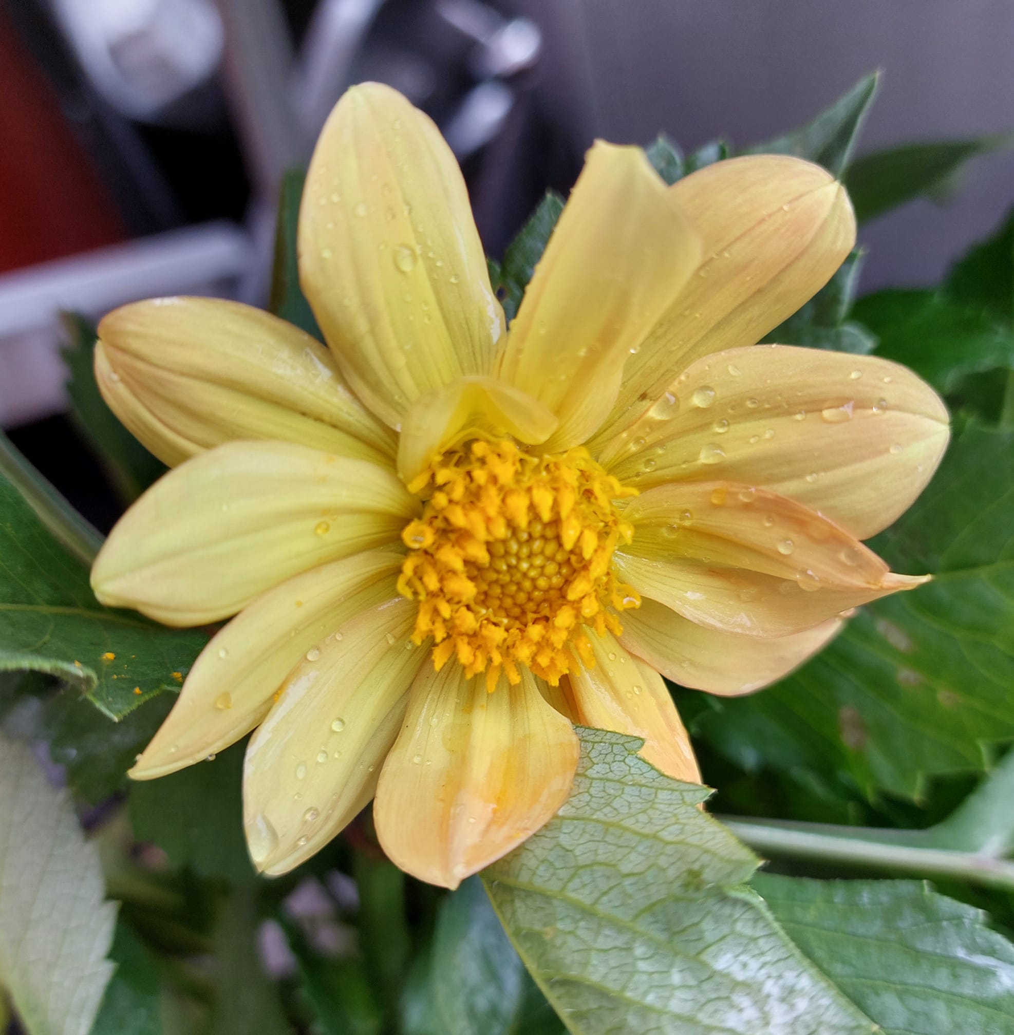 Dahlia Earlybird mixfärg 30 frö - 2