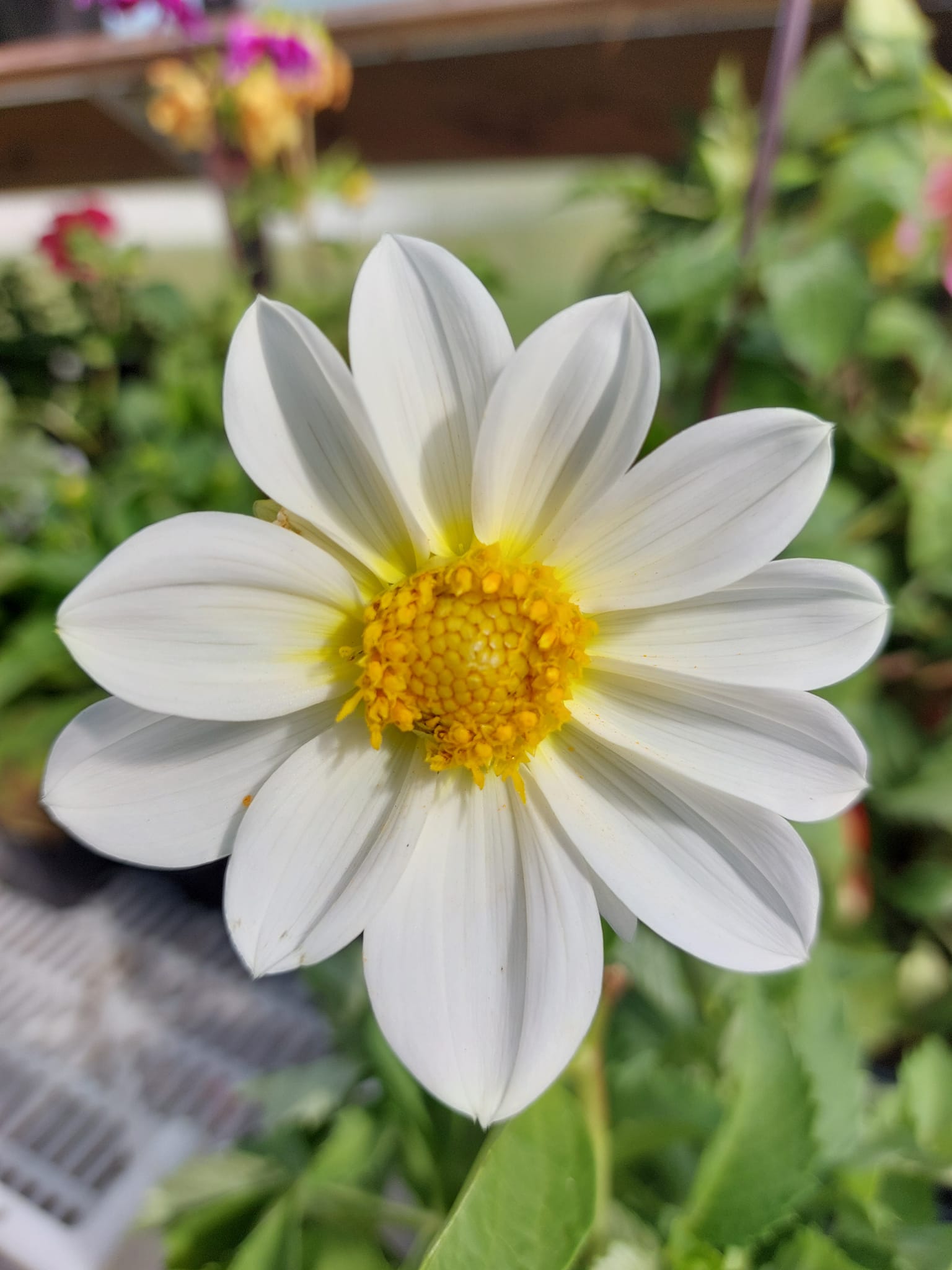 Dahlia Earlybird mixfärg 30 frö - 5