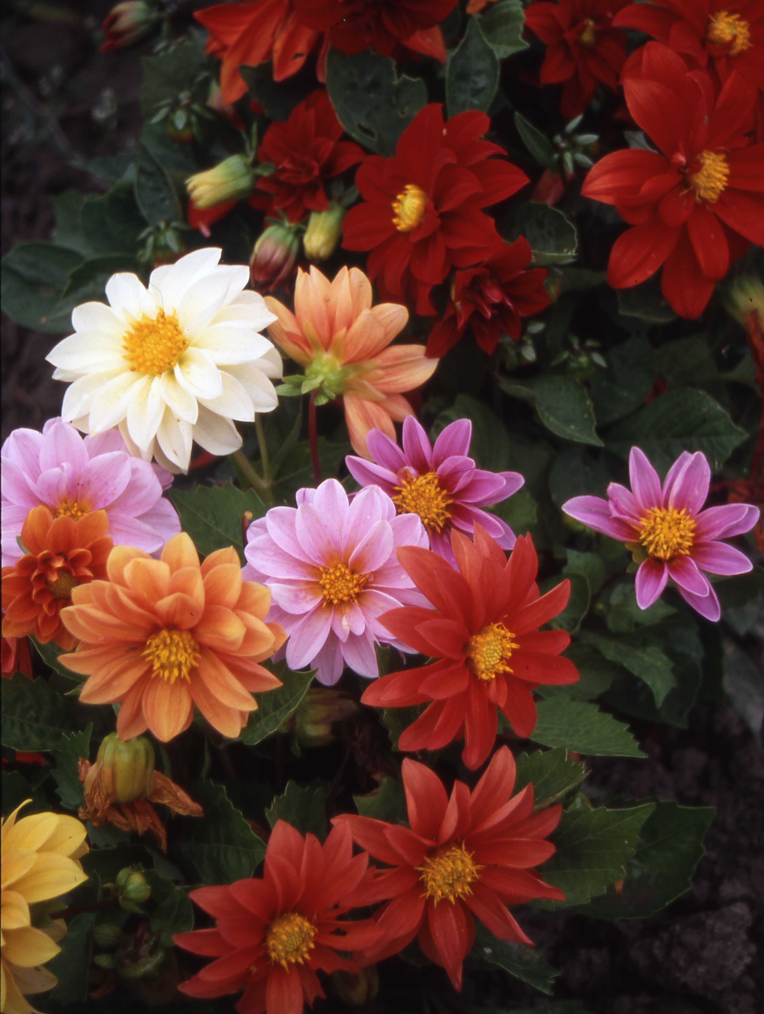 Dahlia Earlybird mixfärg 30 frö