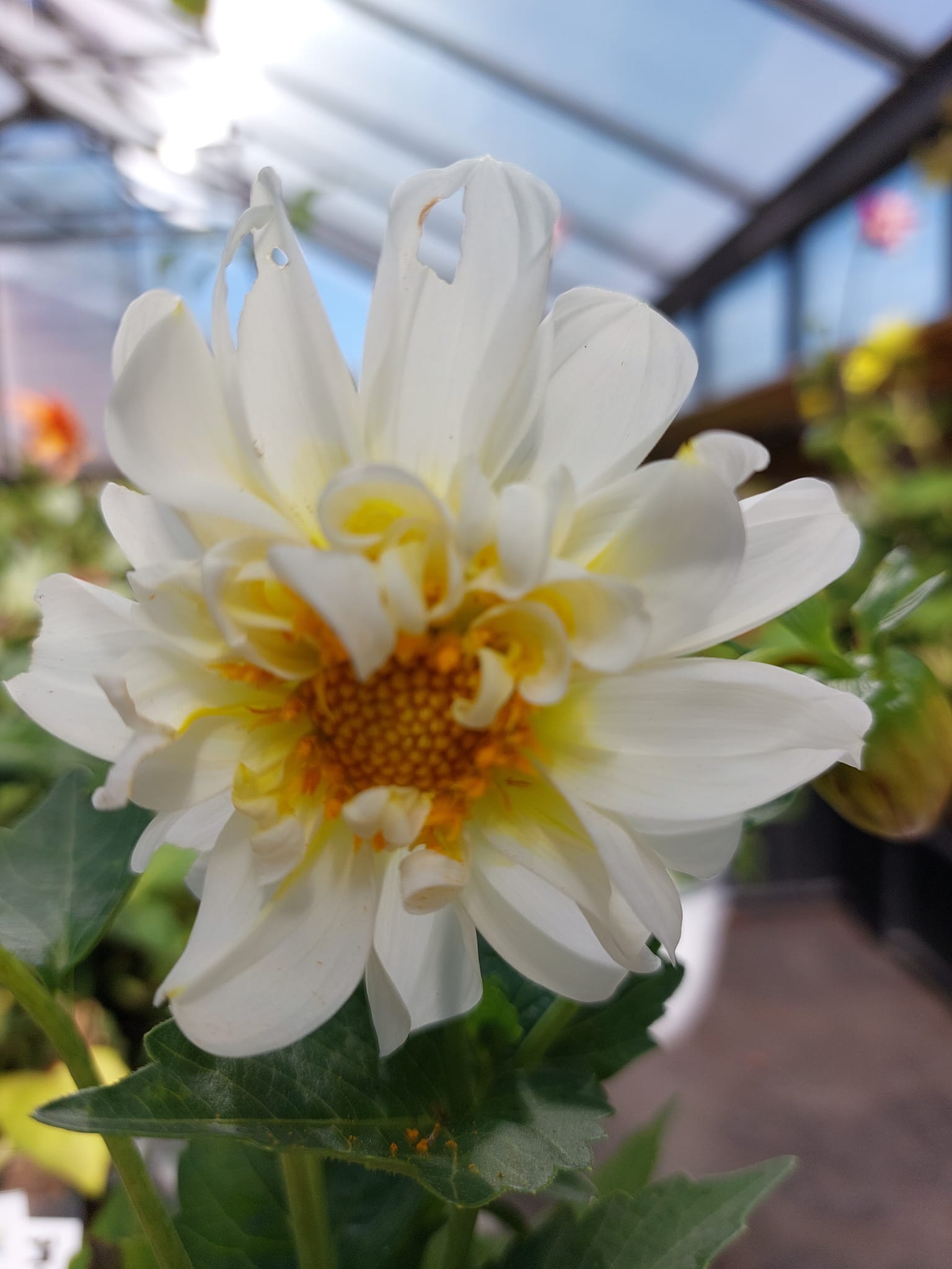 Dahlia Earlybird mixfärg 30 frö - 6