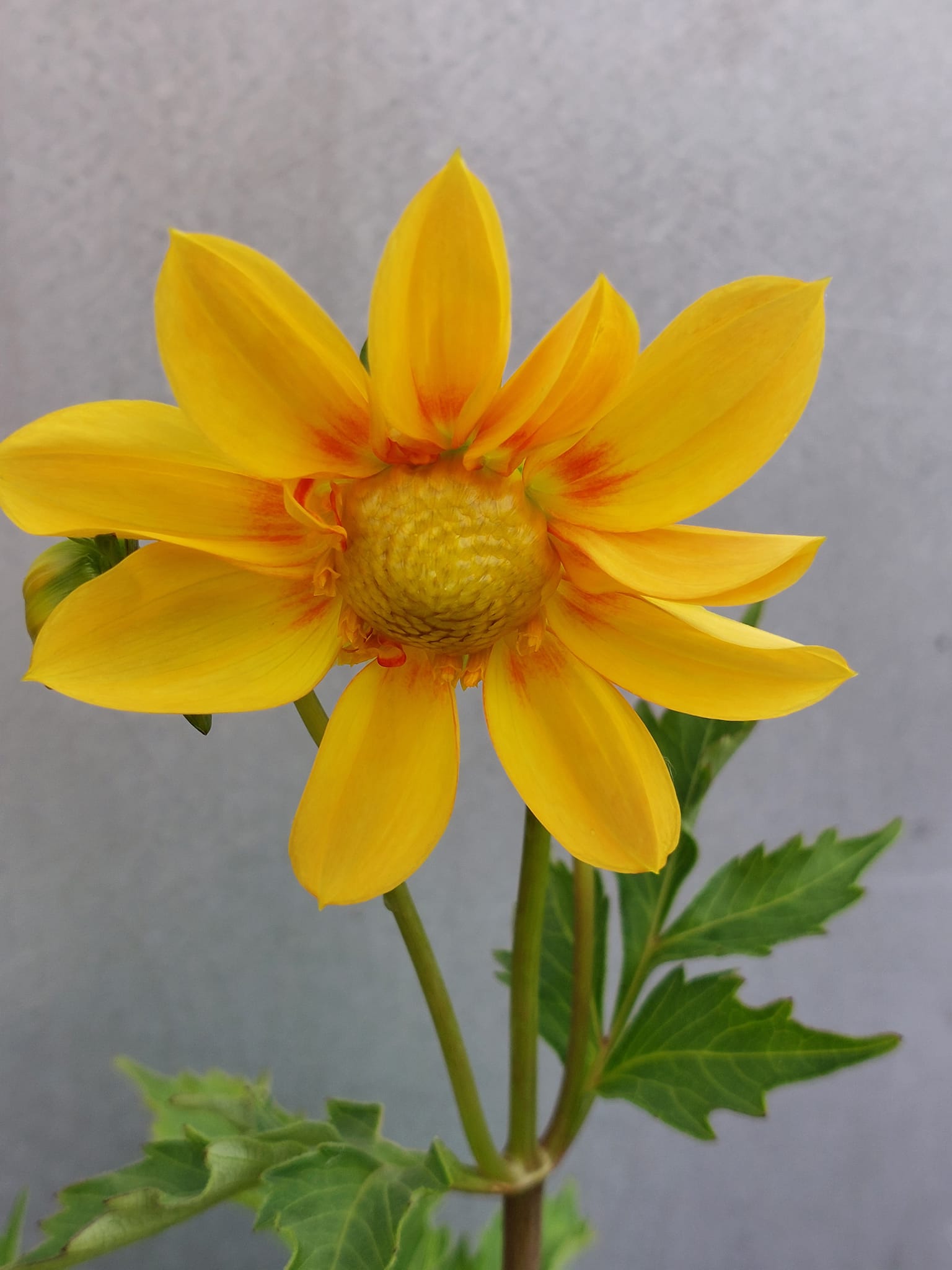 Dahlia Earlybird mixfärg 30 frö - 3